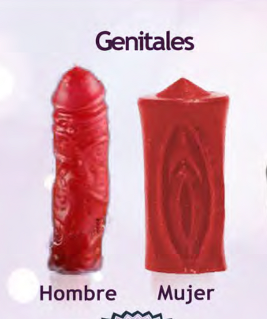 Genitales Hombre - Genitals Male